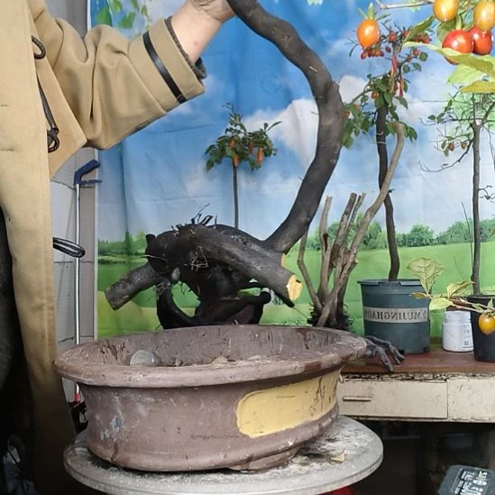 亮***锯无花朵一个一个一个一个一个