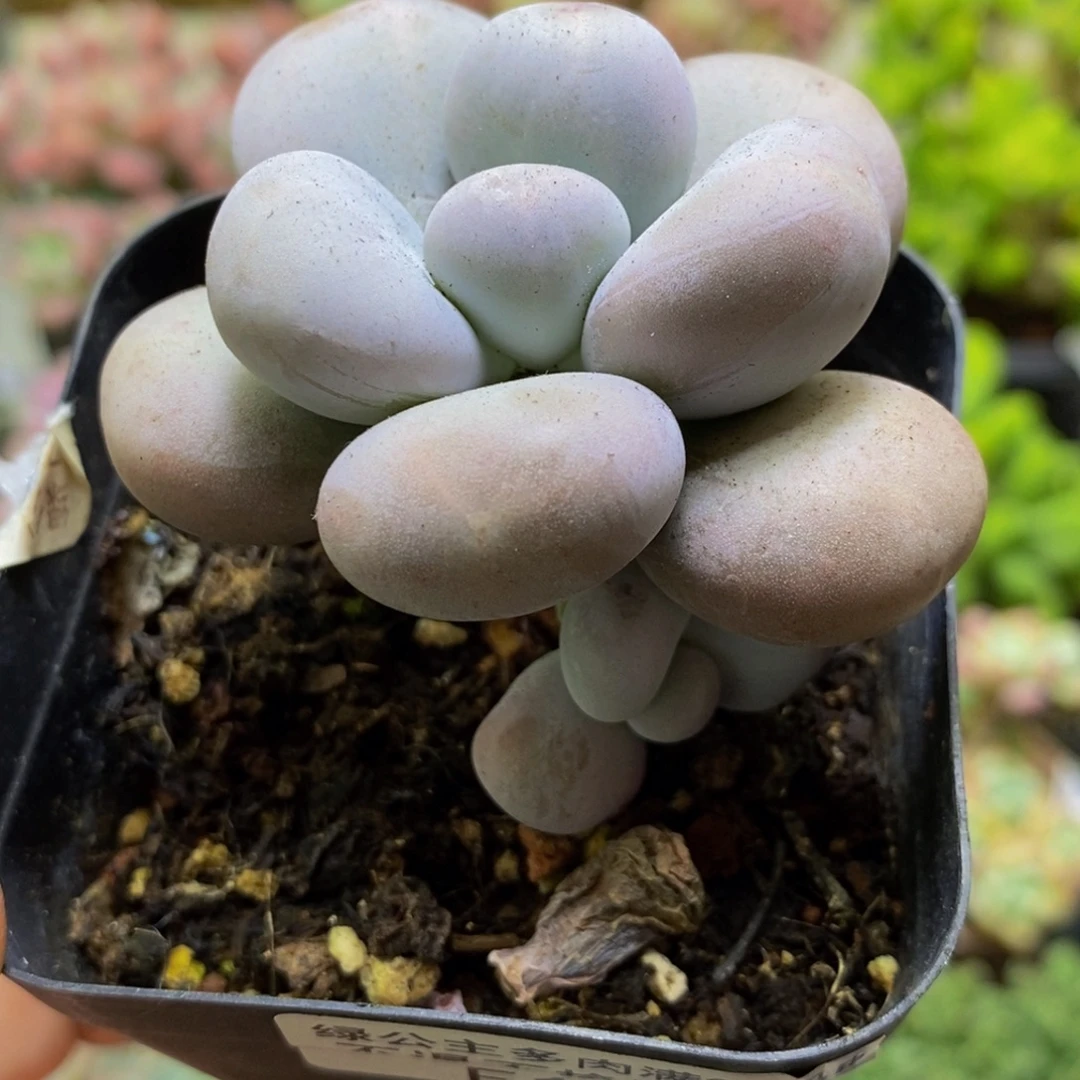 113芭比奶酪4cm多肉