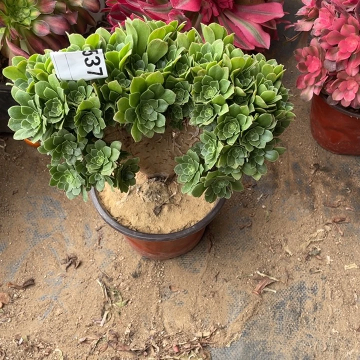 多肉绿杨蓉朵朵537