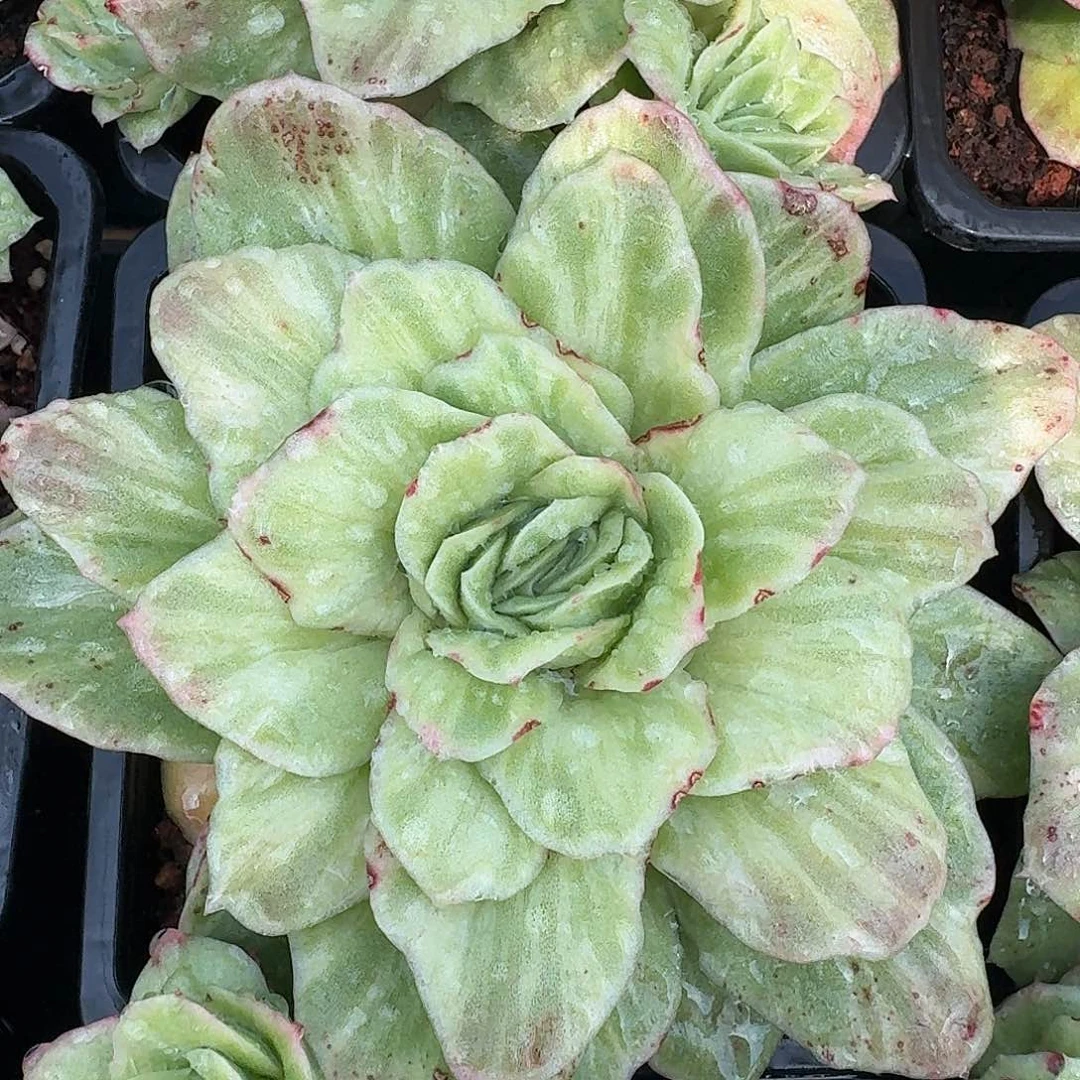 从前慢多肉编号冰玫瑰锦大