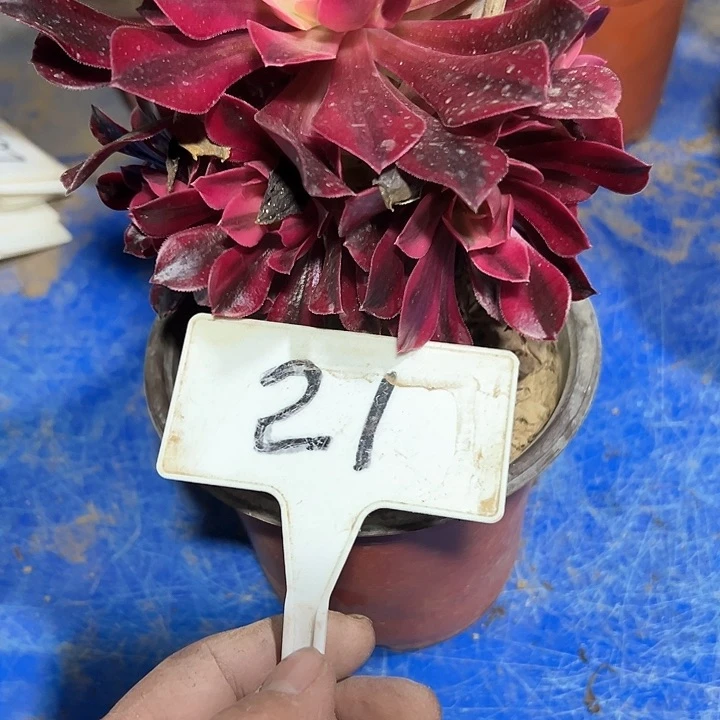 守***惜多肉植物美杜莎法师