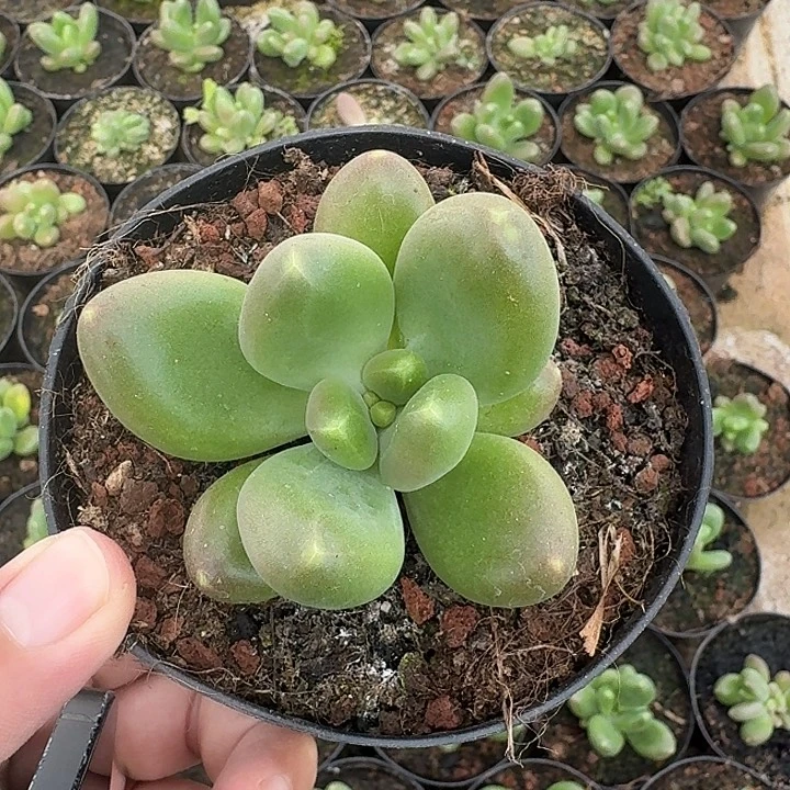 摩尔根 单头 一物一拍