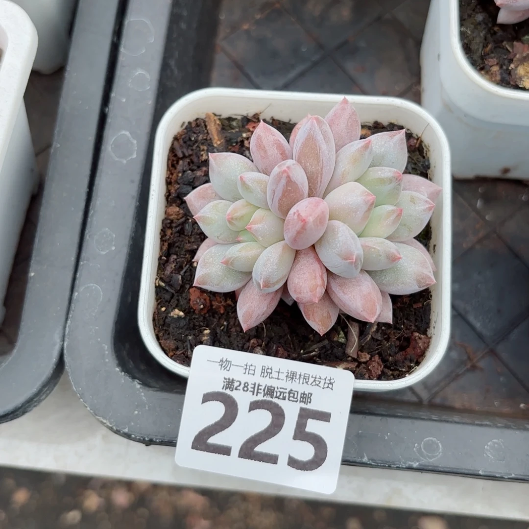 半夏多肉无盆土发货