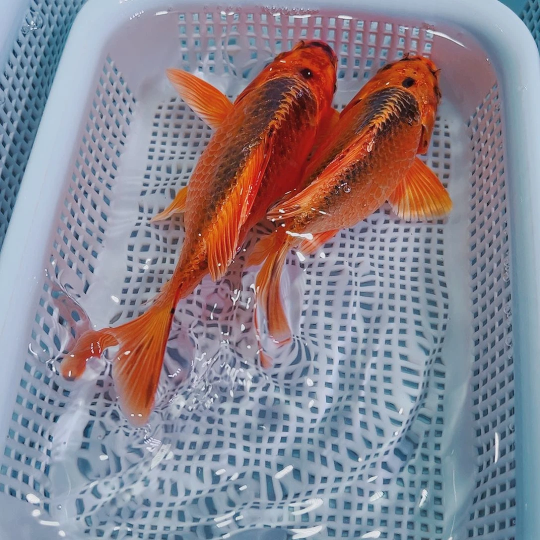 锦鲤锦鲤冷水观赏鱼113
