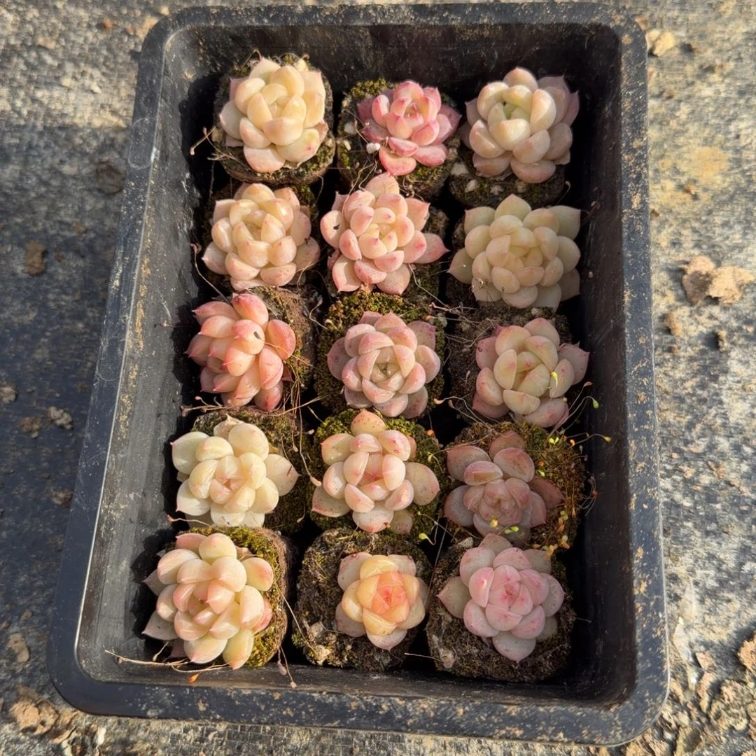 22-11珍妮二十四科带穴盘（微选育区）