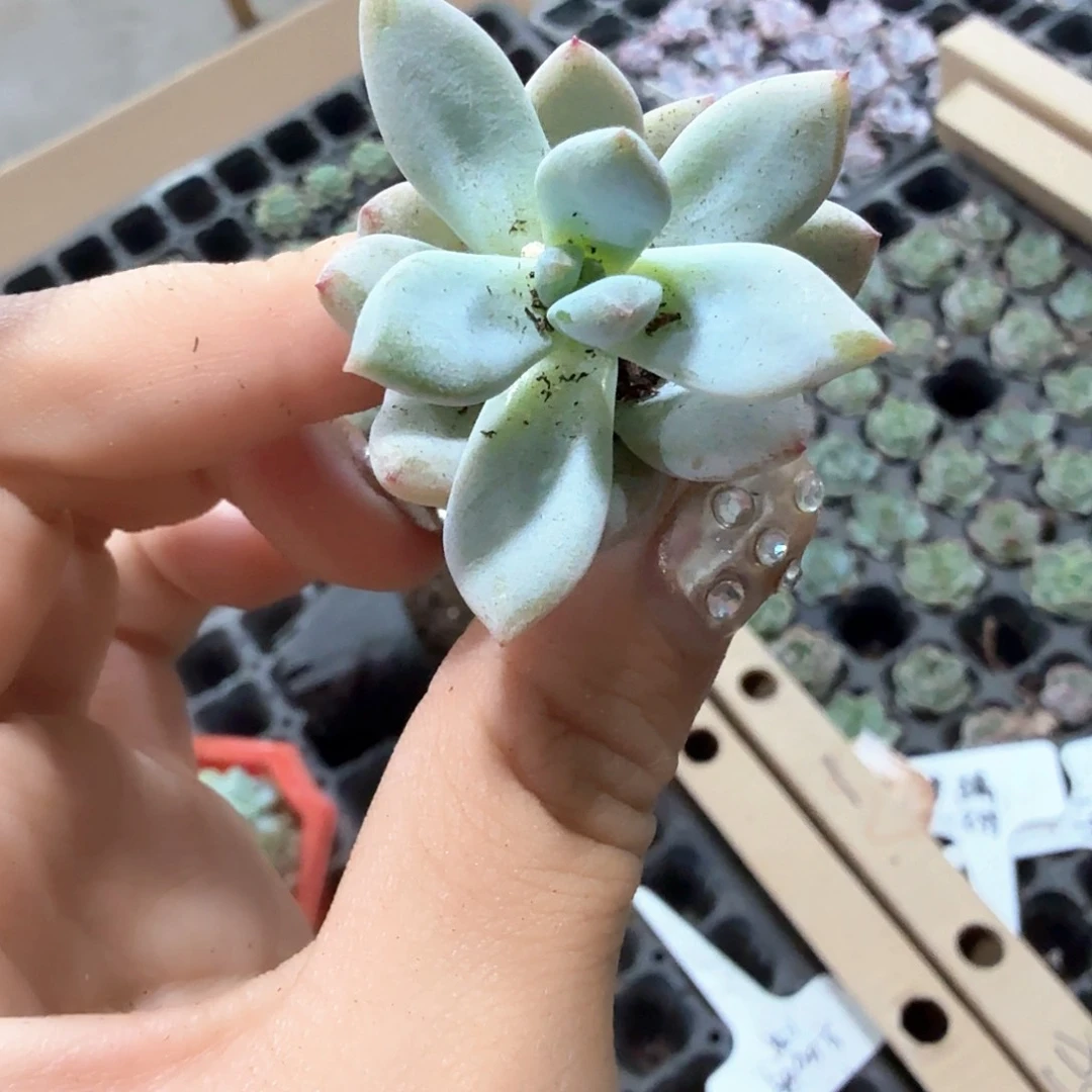 星星雪穴苗6颗一组