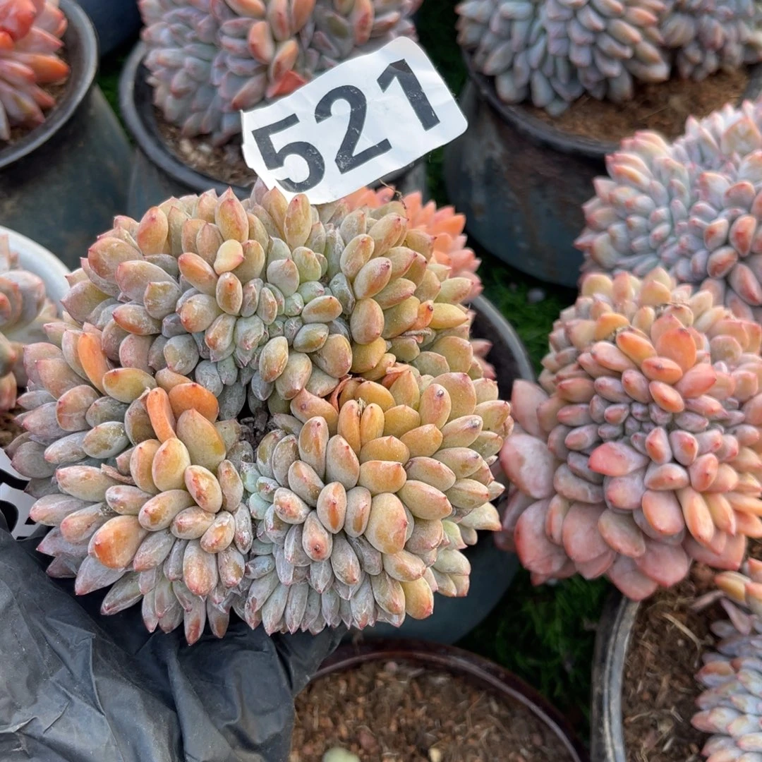 521号488899999999999