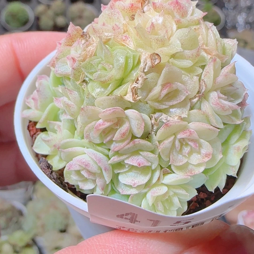 ****空花语逸镜1103-415散