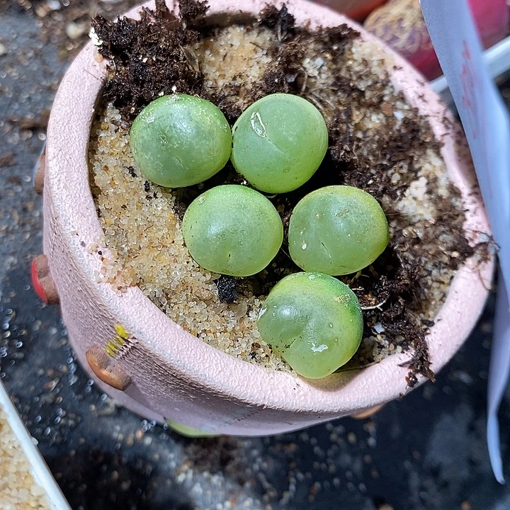 25329。 拉登有瑕疵福利一组。