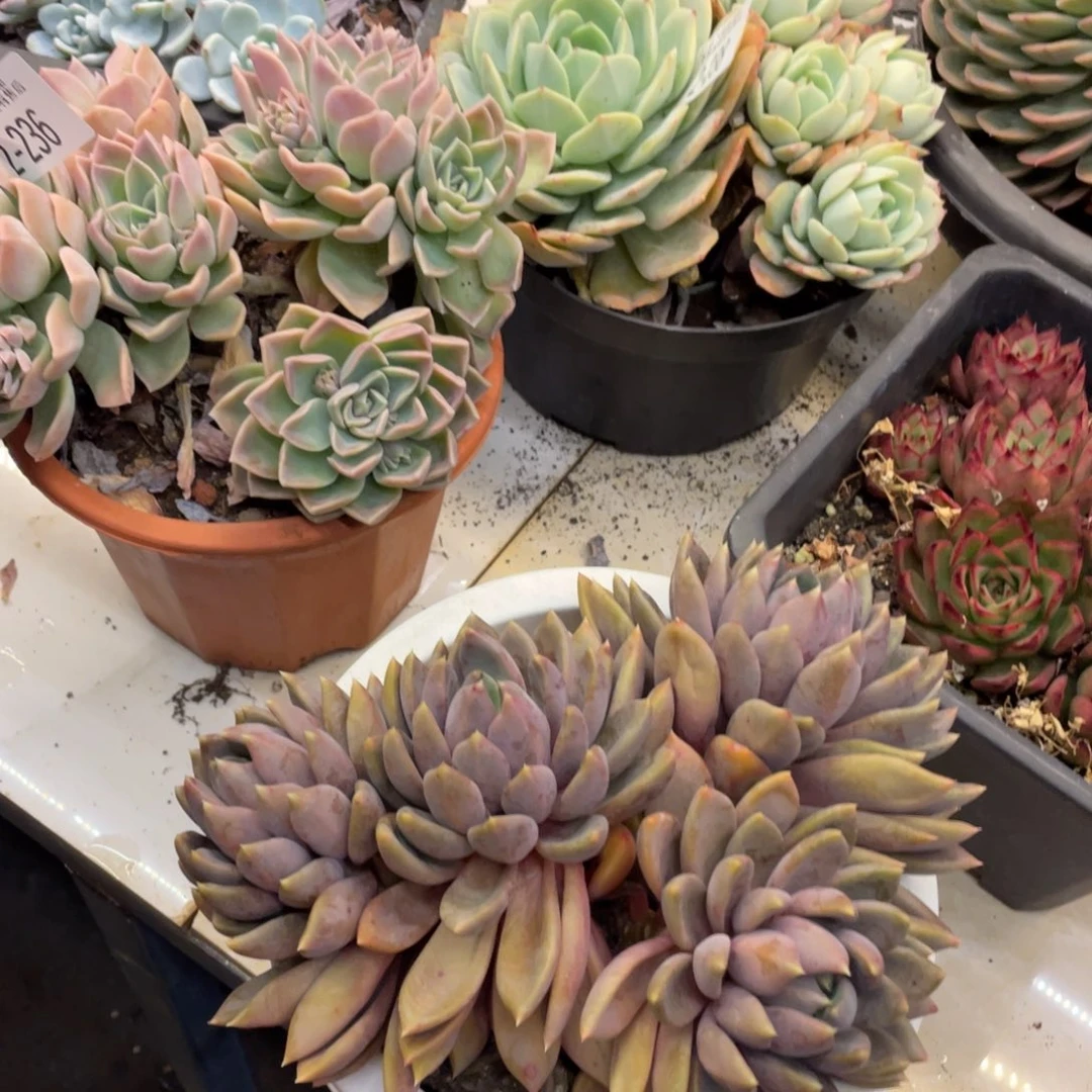 黑大帅多肉2.242象牙