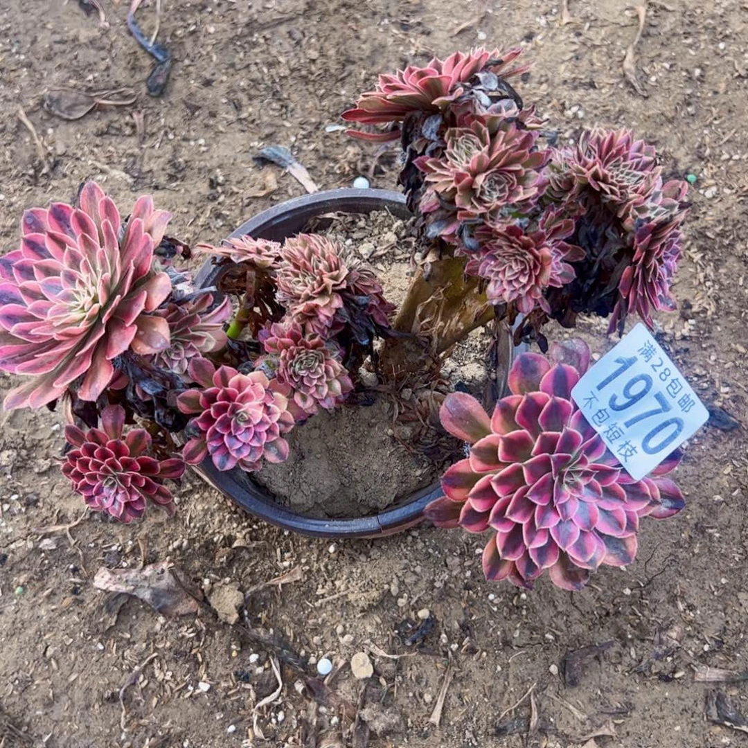 1970黑铜壶缀多肉植物法师