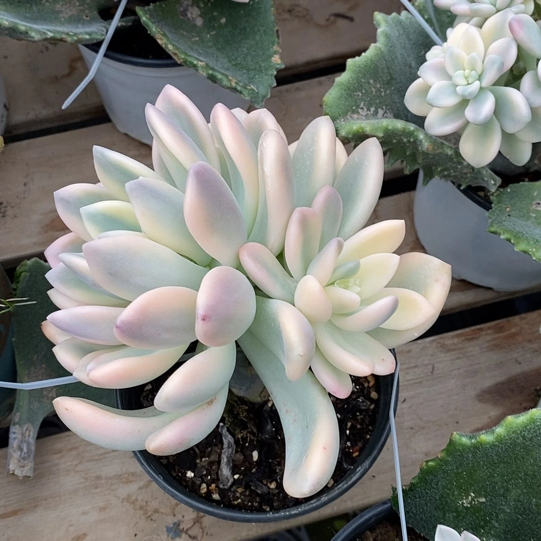 奥普琳娜锦带嫁接发货