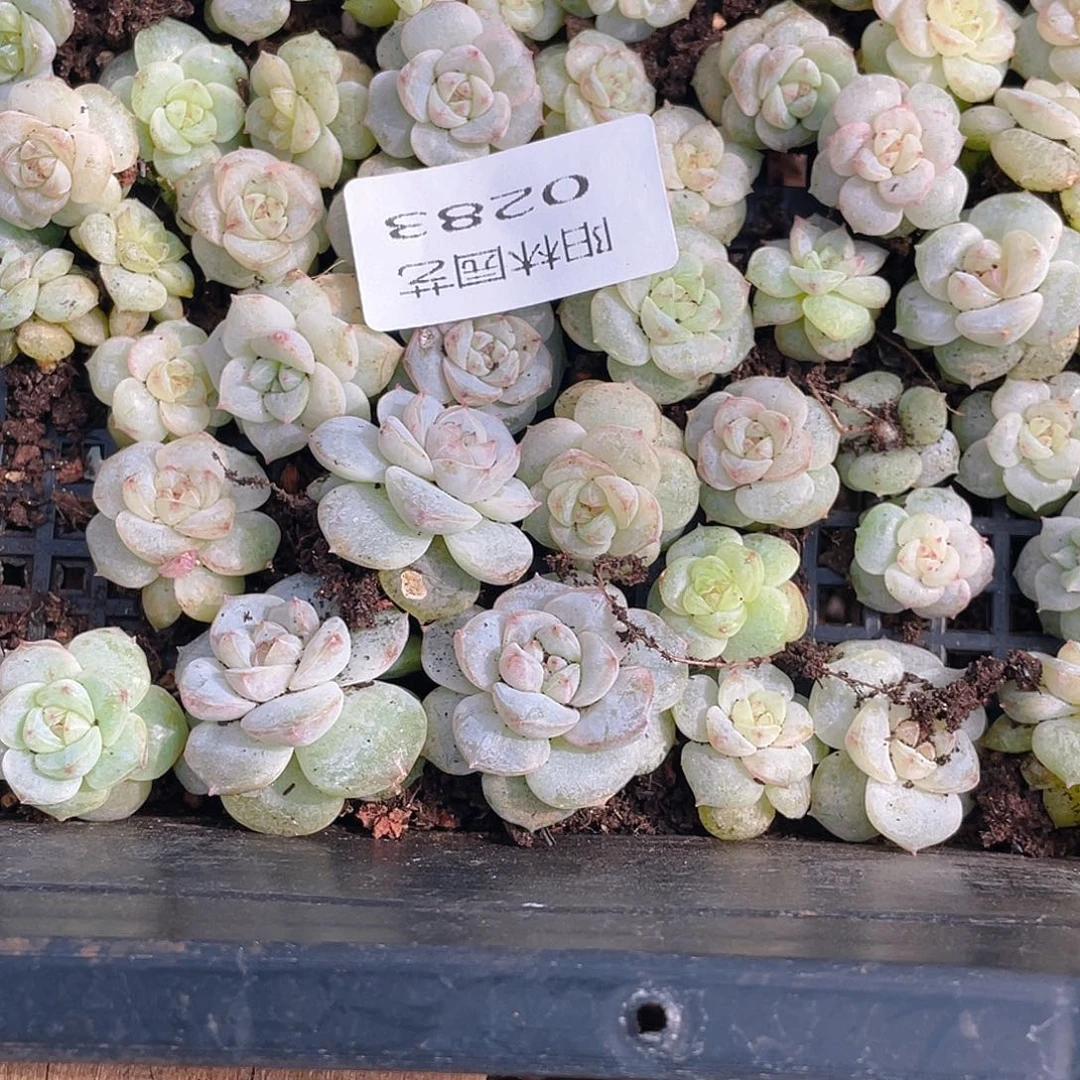 温***C多肉植物多肉植物283