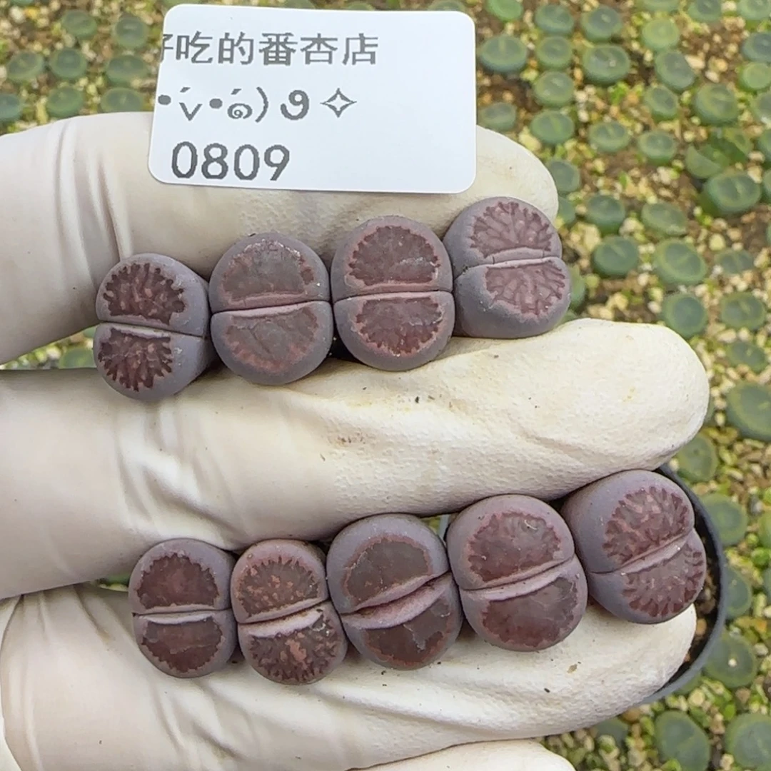 0809。紫菊。默认脱土。18包邮。偏远88包邮