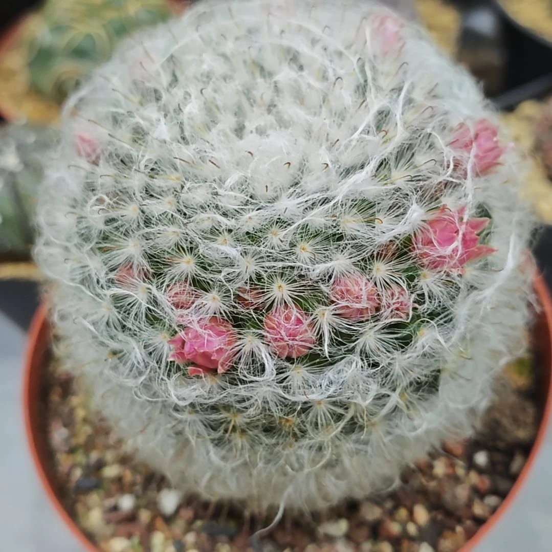 实生根粉花白云高砂8公分