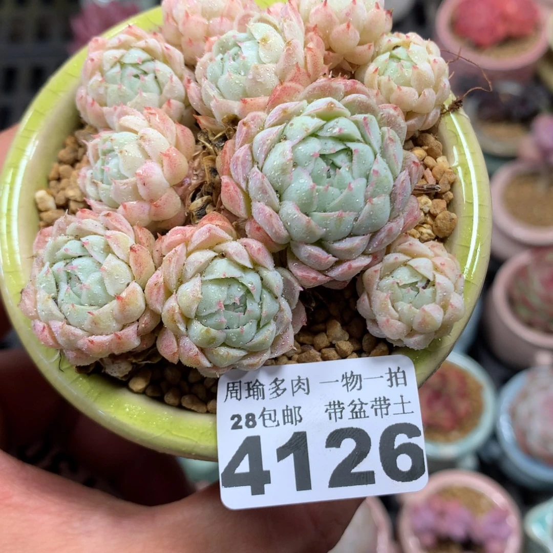 精控多肉植物4126