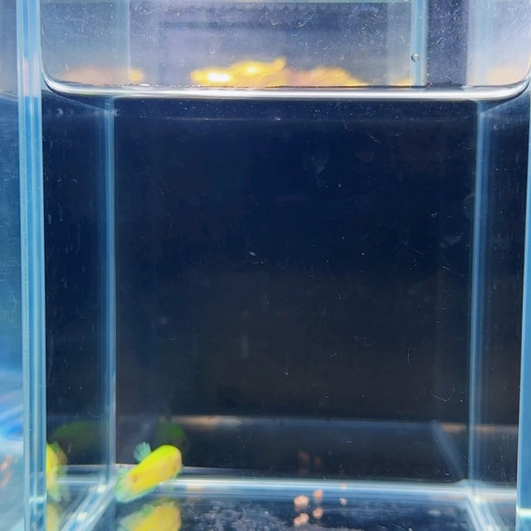 斗鱼活体观赏鱼好养耐活