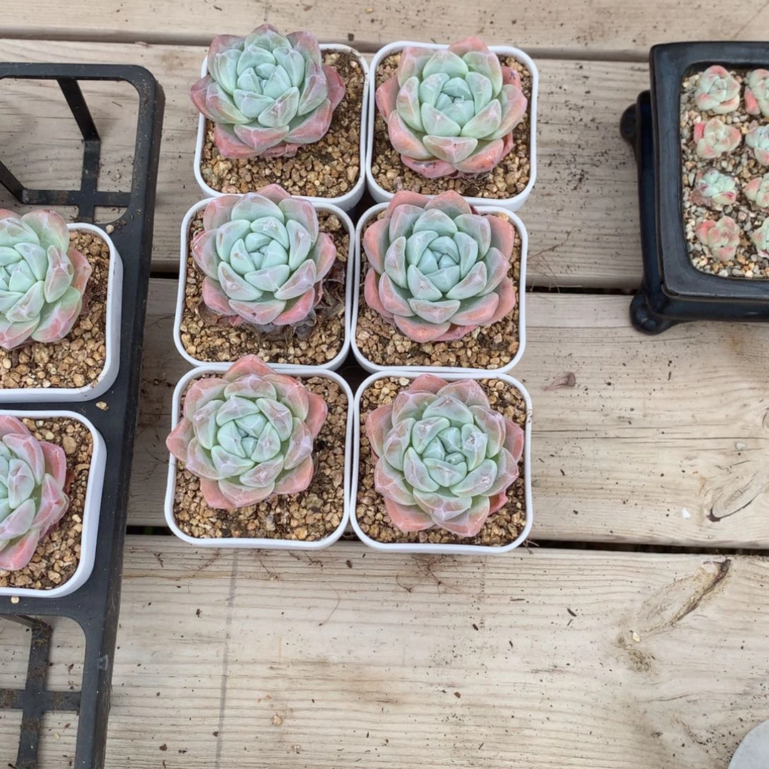 冬***花栀子花的冰玉五颗送一颗