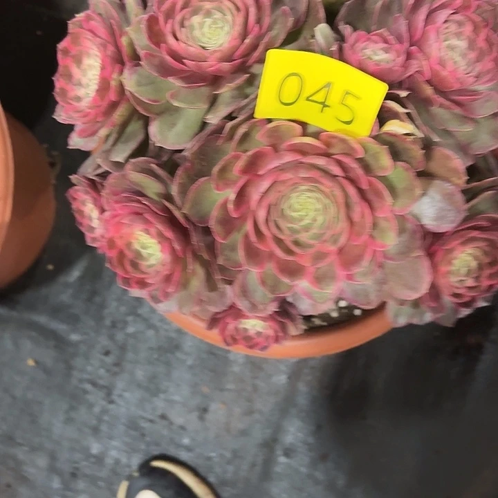 多肉植物粉花妖045