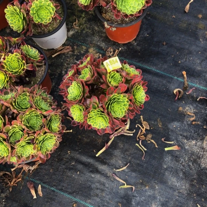 朝霞多肉88400000000