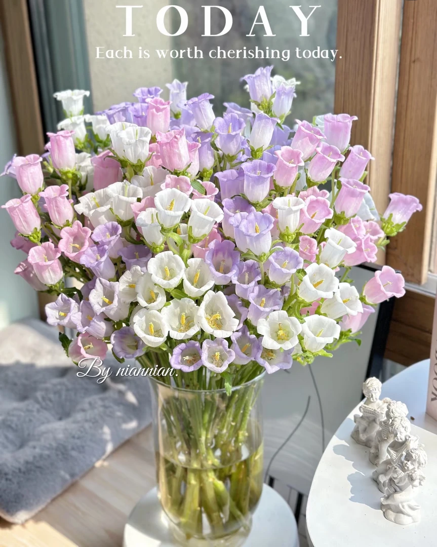【买二单赠一】风铃花 campanula