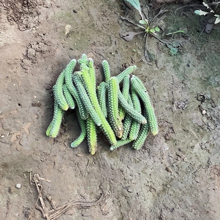 毛毛虫多肉植物20根一单