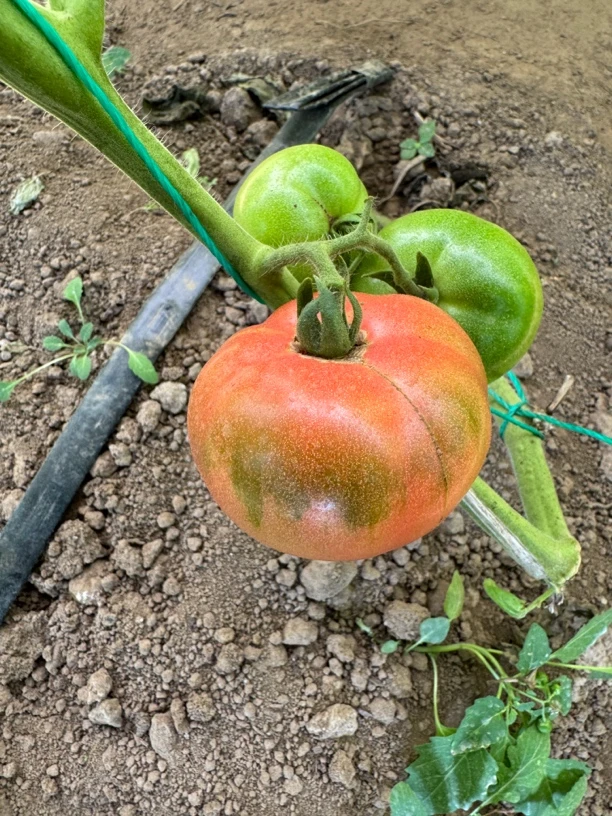 自产西红柿2斤（29.9元）顺丰包邮到家