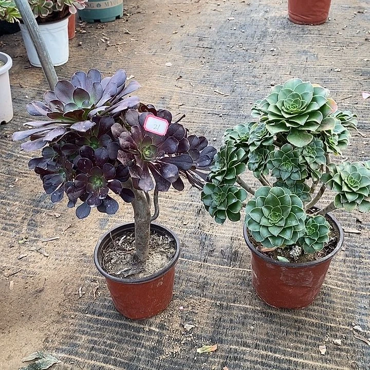 21，2颗多肉法师多肉法师