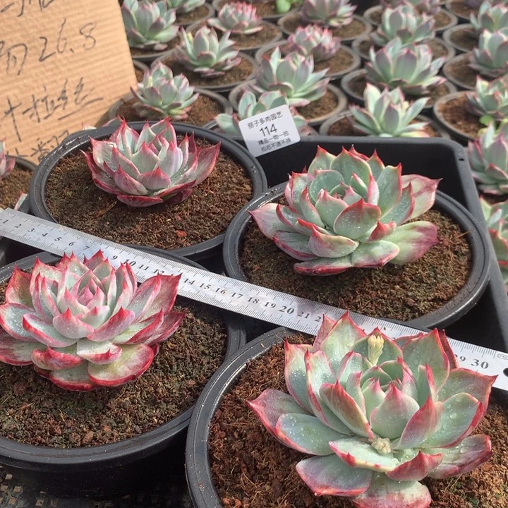 靓*114惊鸿。一组4颗。尺寸8。多肉植物