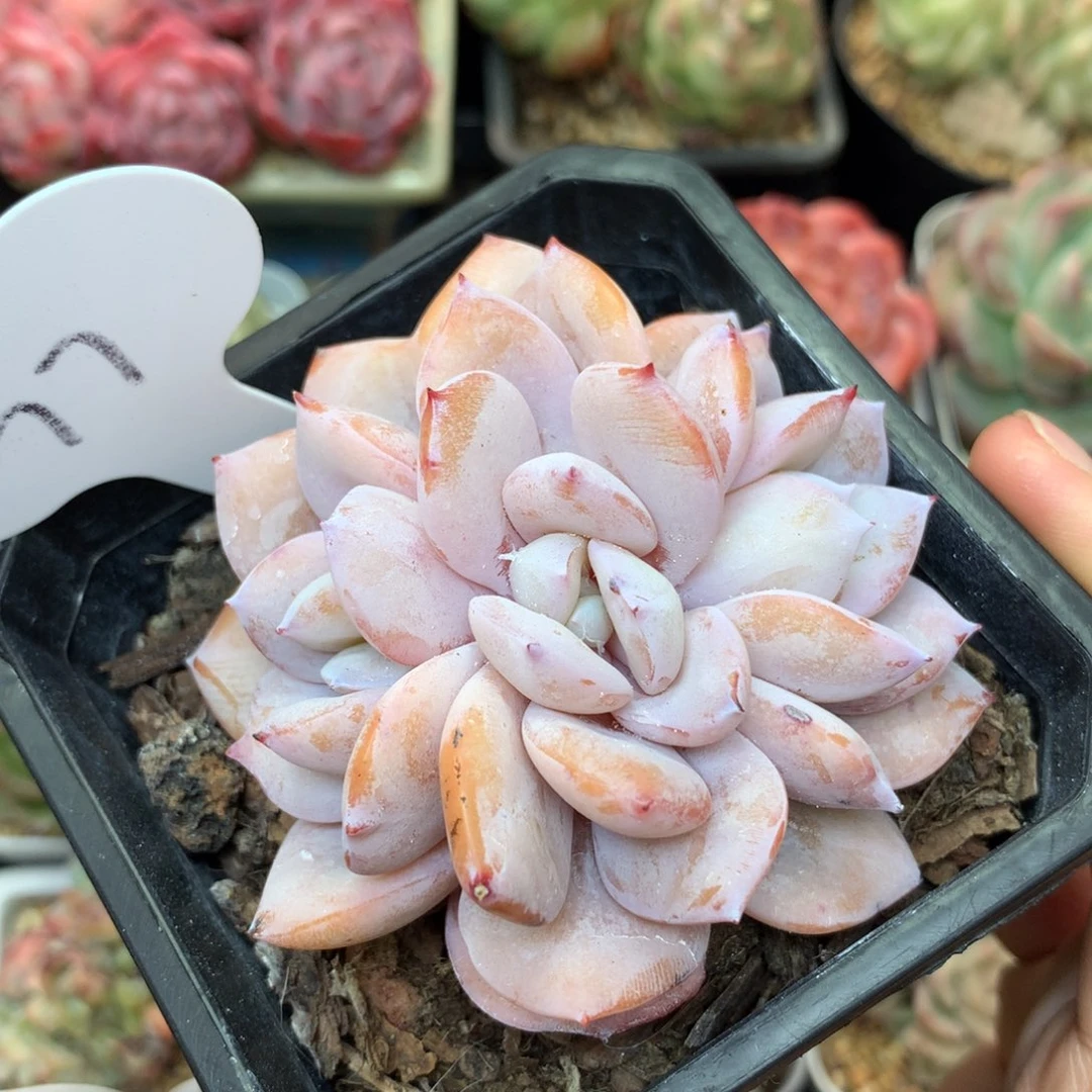 小*韩货奶茶老桩专拍77