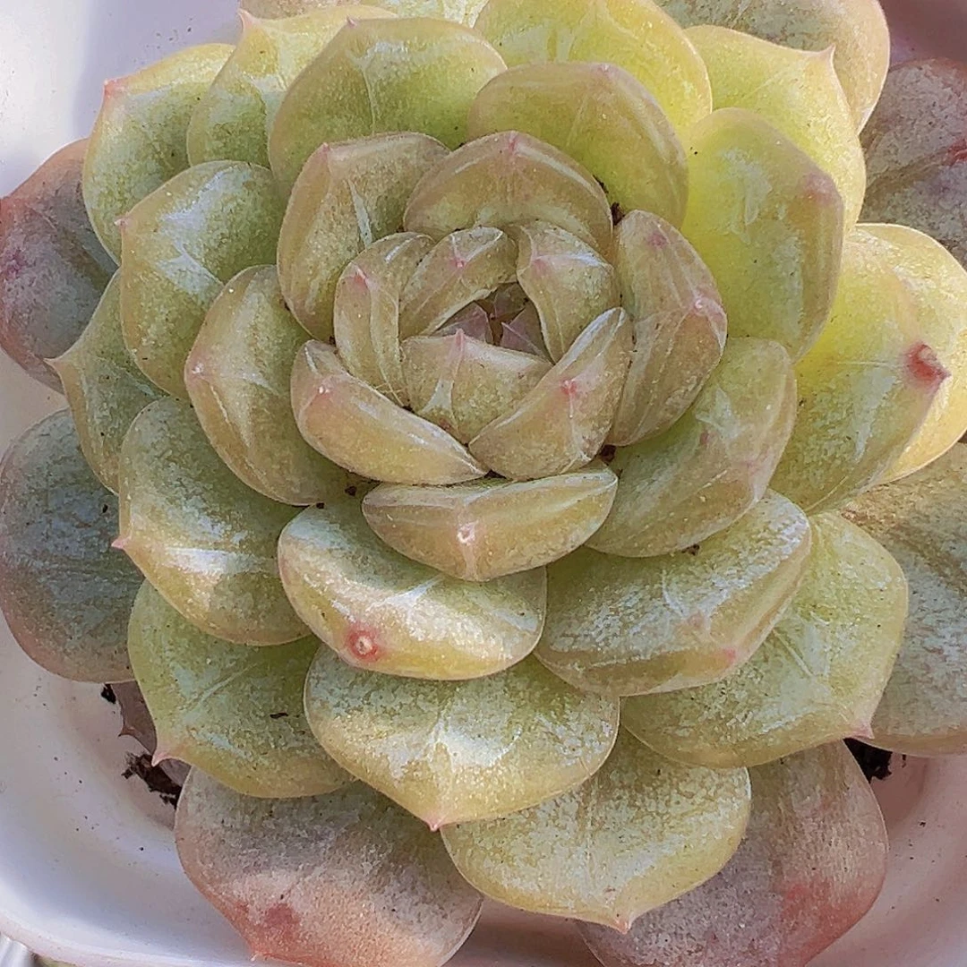 大单头白恋19包邮多肉植物