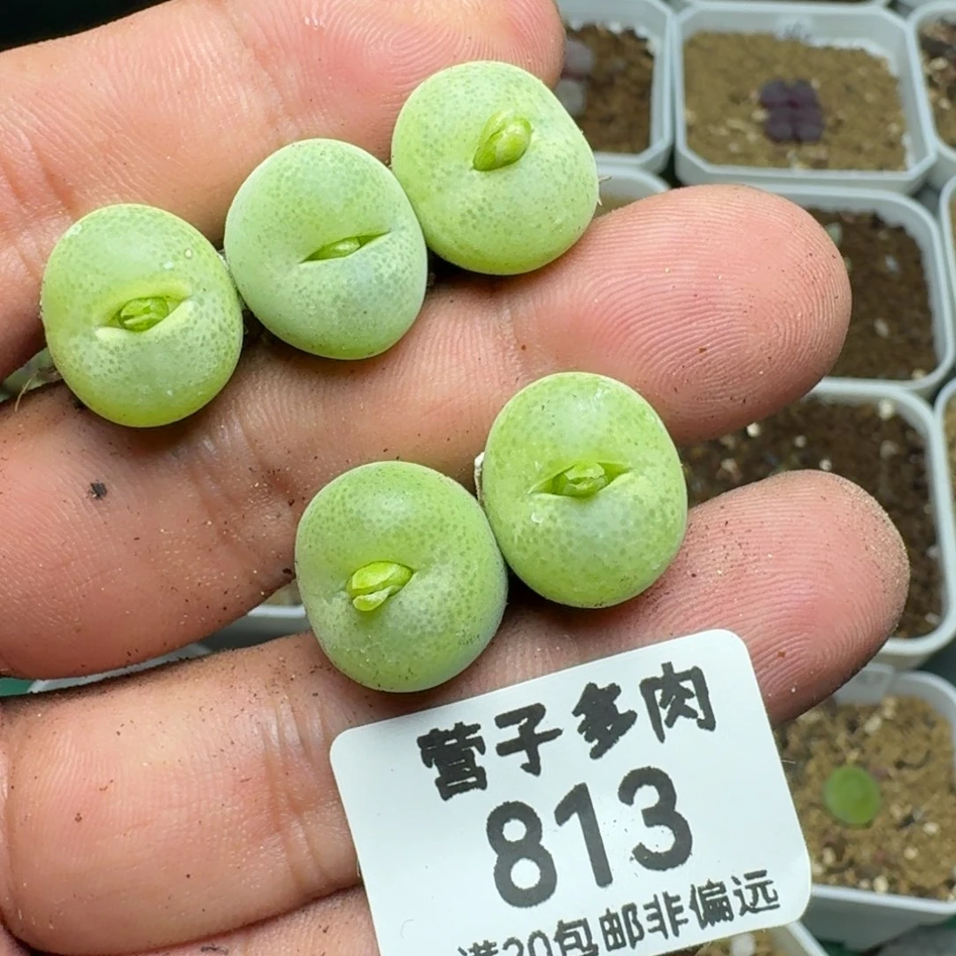 翠光。  脱土。