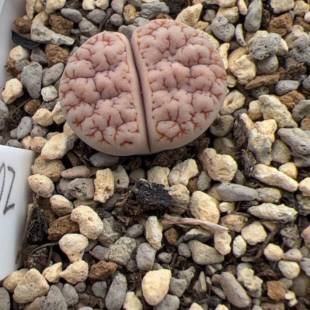 在***儿0665号Oz 189 多肉植物