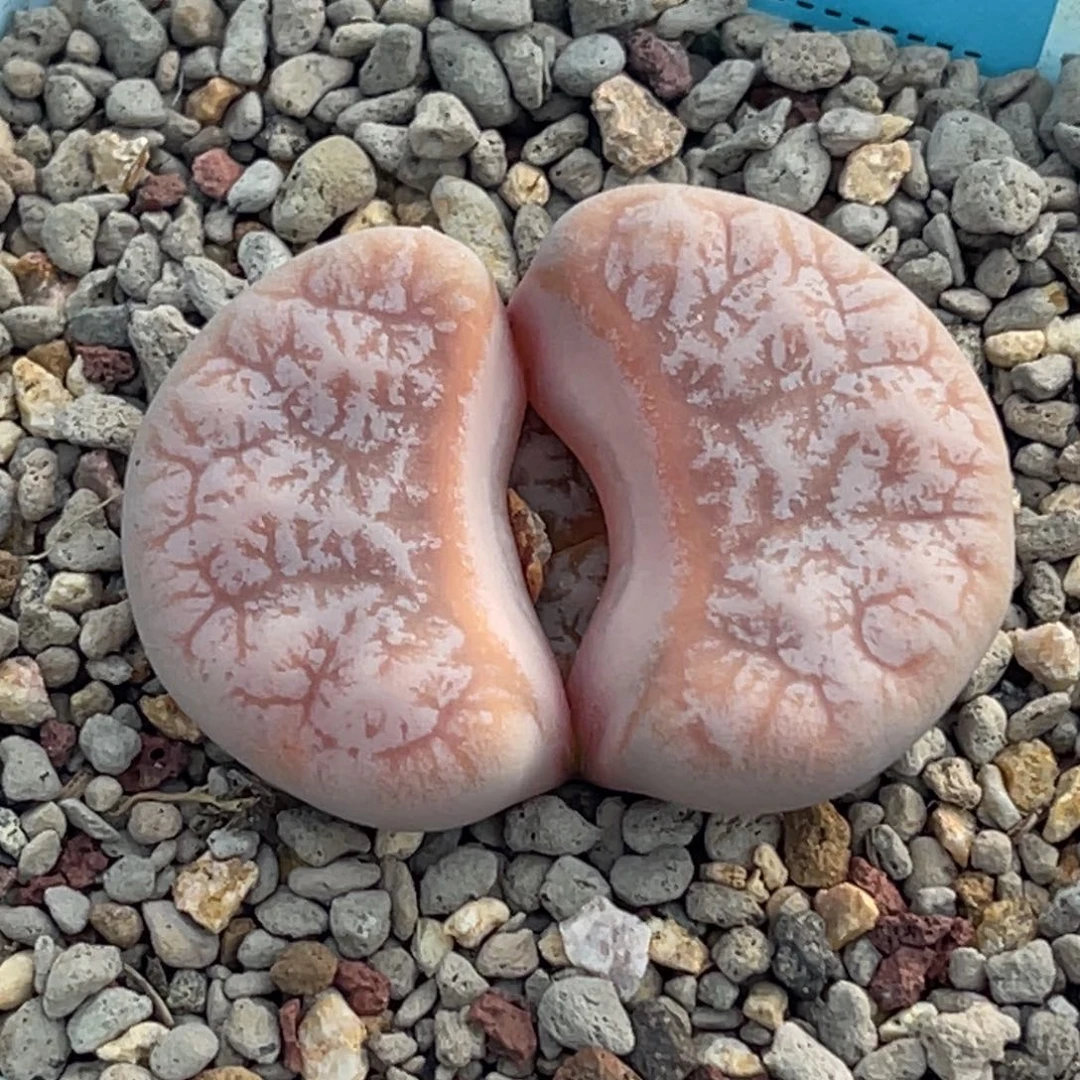 7610粉色睫毛拿铁一颗