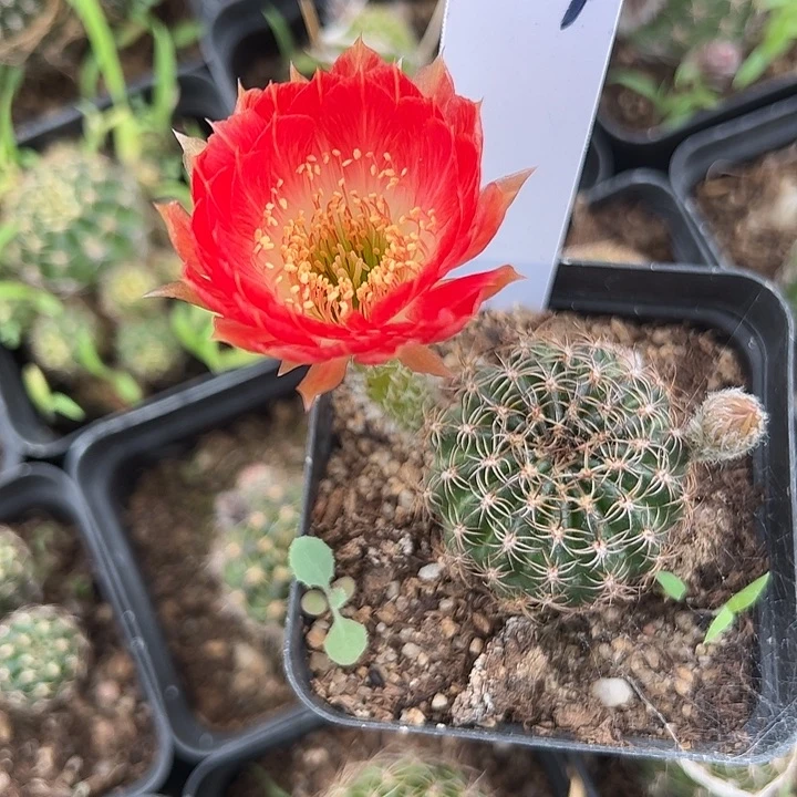 仙人球129号丽花
