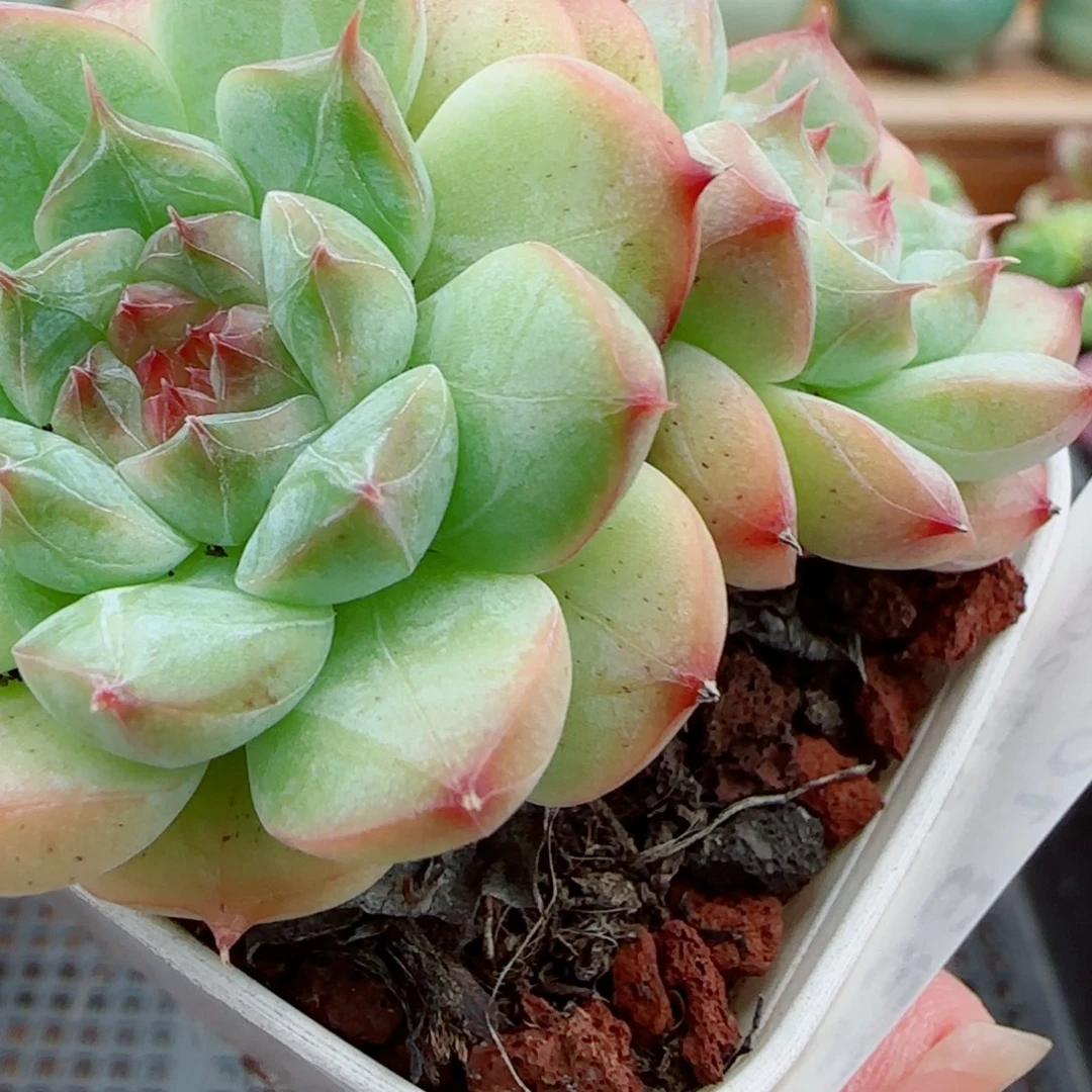 花语逸镜1011-333白桃汽水