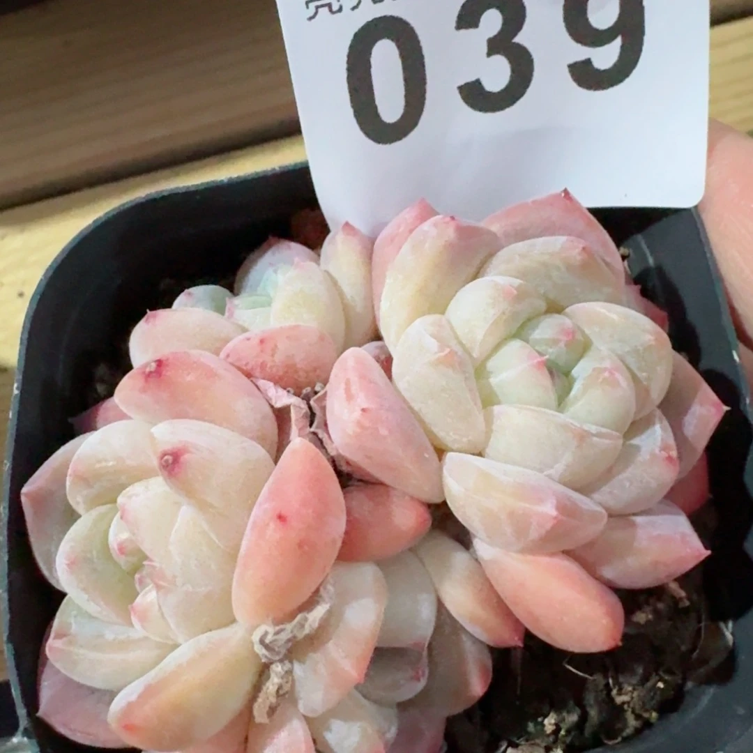 刚毅群生         精品多肉