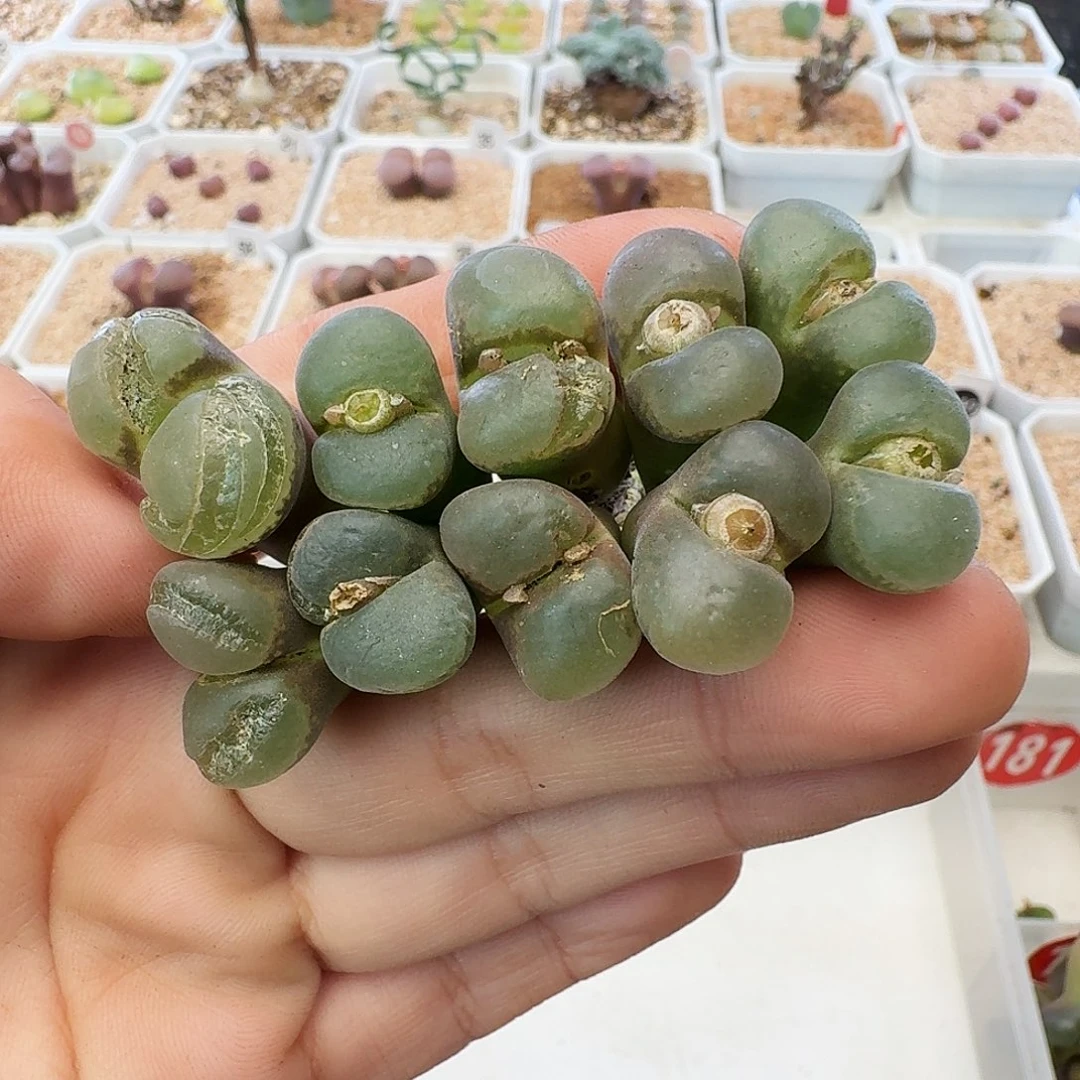 瑕疵风铃介意慎拍195
