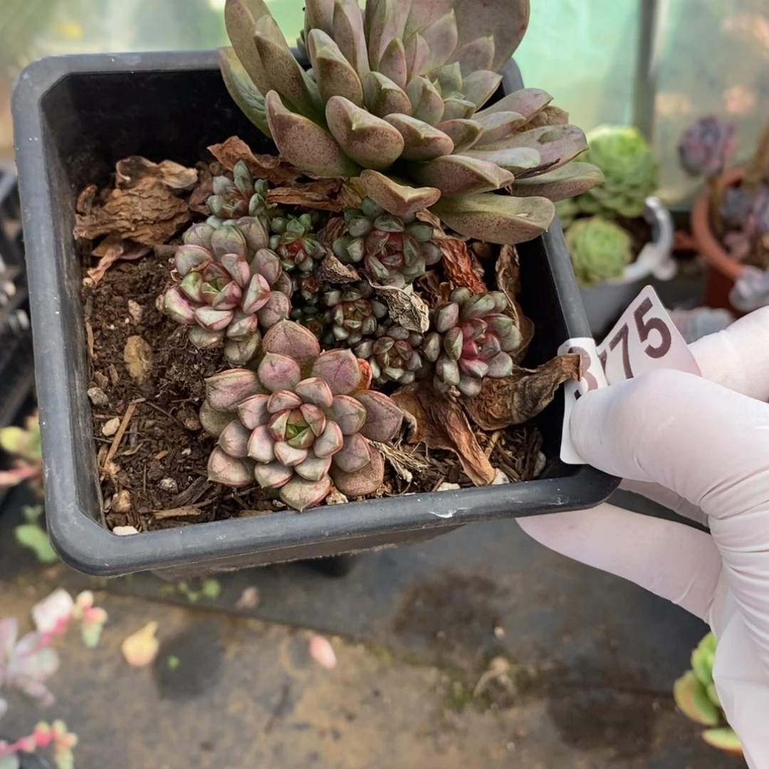 3775葡萄一物一拍