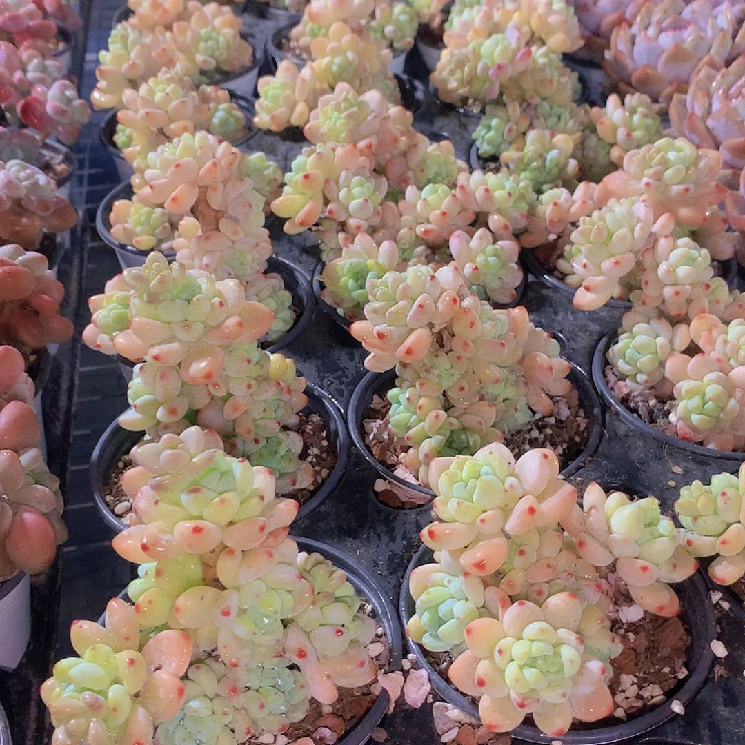 两颗罗琦246789900000