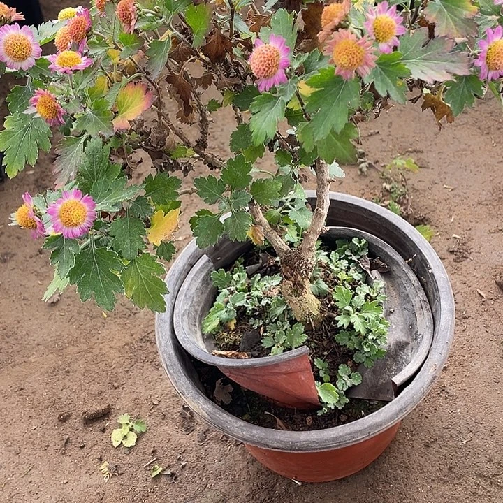 @***笑完全开放38菊花菊花菊花菊花家