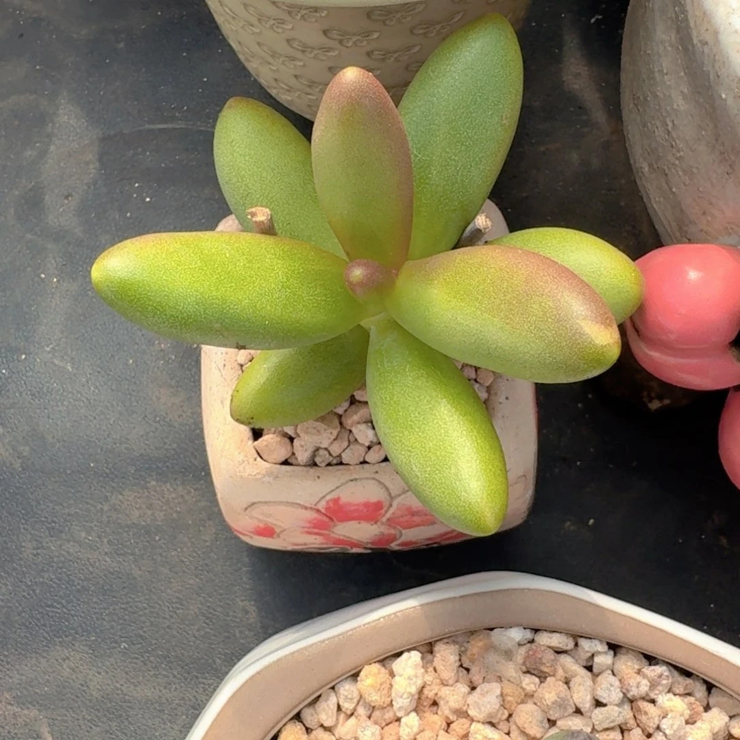 椰子树 单头  一物一拍