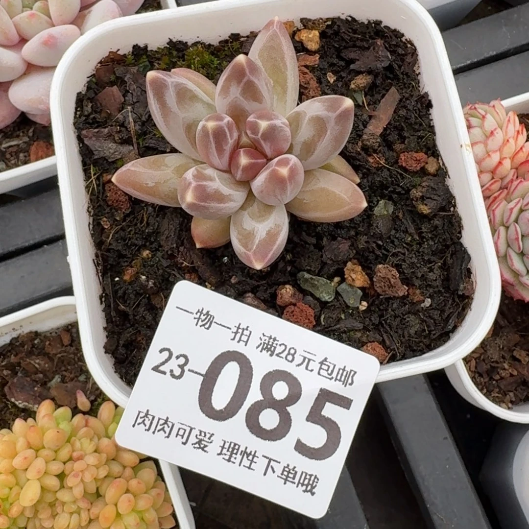 乌拉克拉无盆土发货无盆土发货无