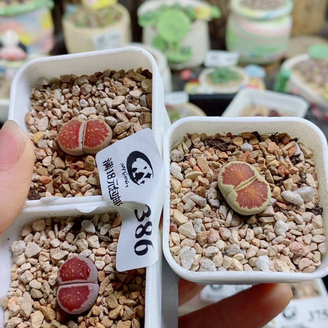 团***奶生石花花花花花花花386