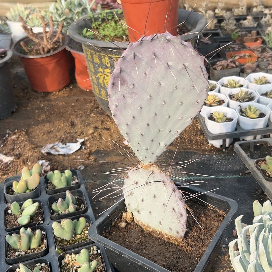 杜呃呃呃呃呃呃呃呃呃