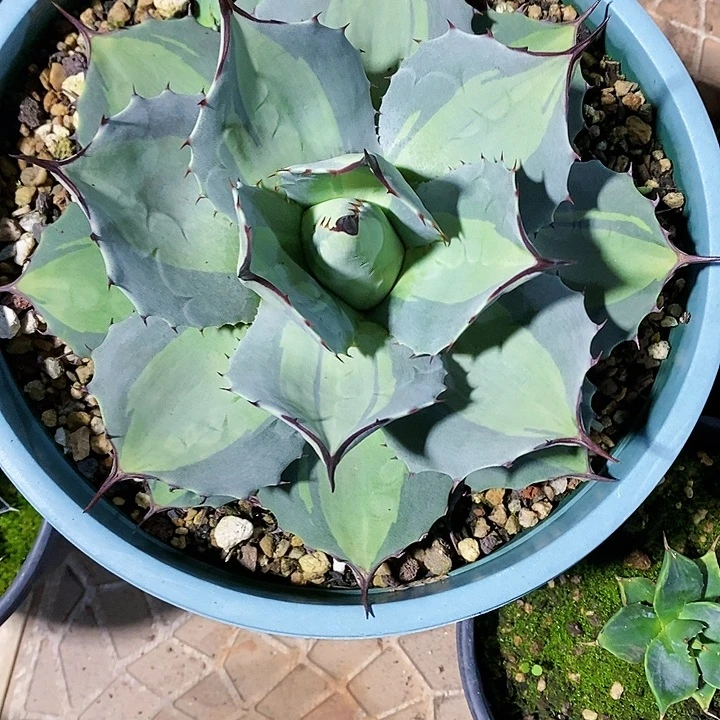 多肉植物龙蛇兰植物