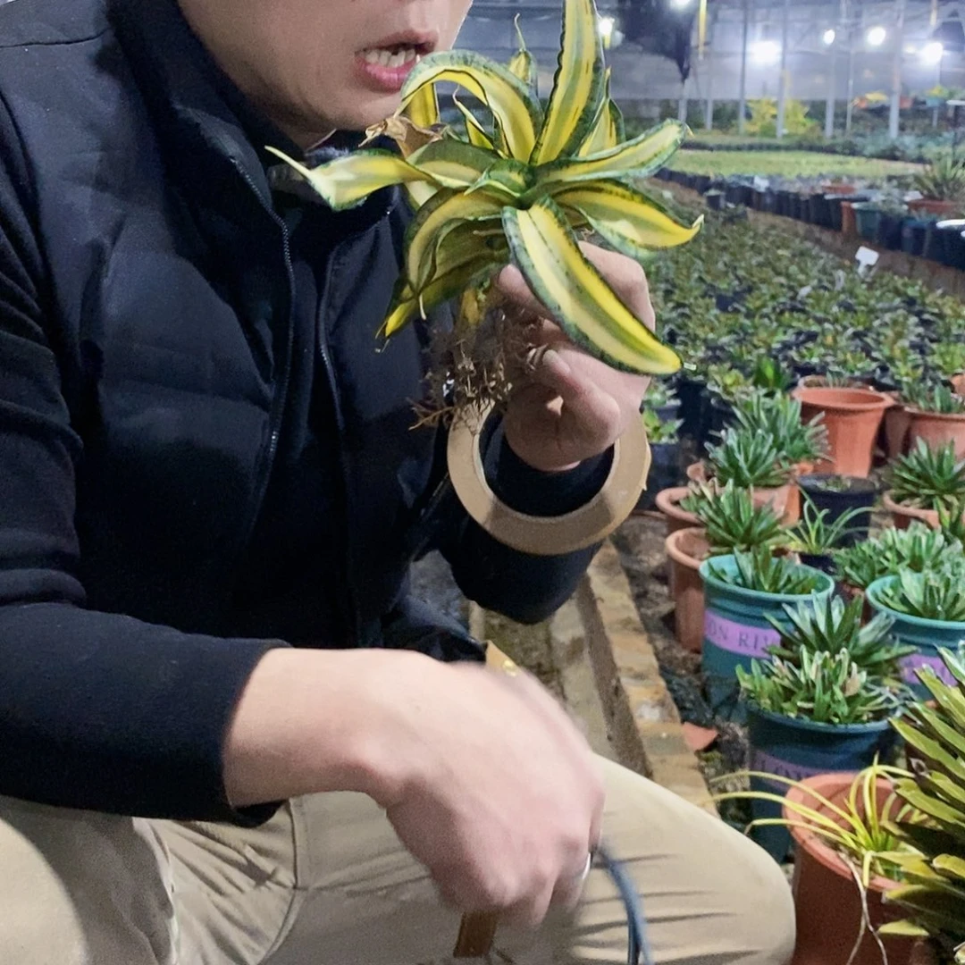 海啸虎皮兰冠幅20厘米左右