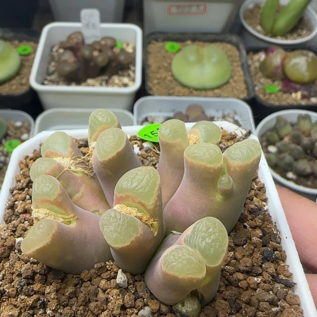 漂漂亮亮多肉植物155