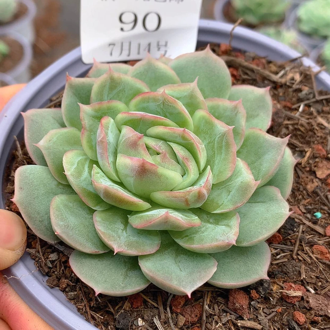 【闪购商品】云90号