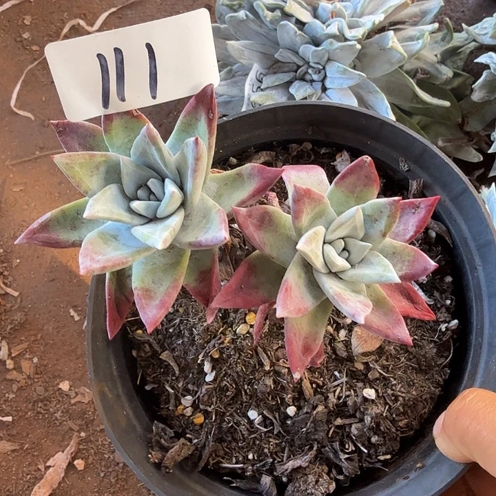 3代杂交仙女杯多肉福利